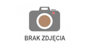 gołąb 