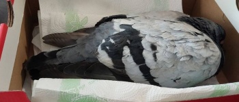 gołąb 