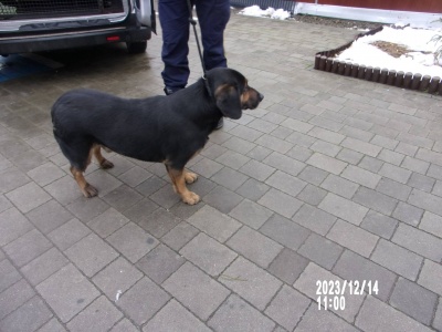 pies duży czarny z brązowymi łapami