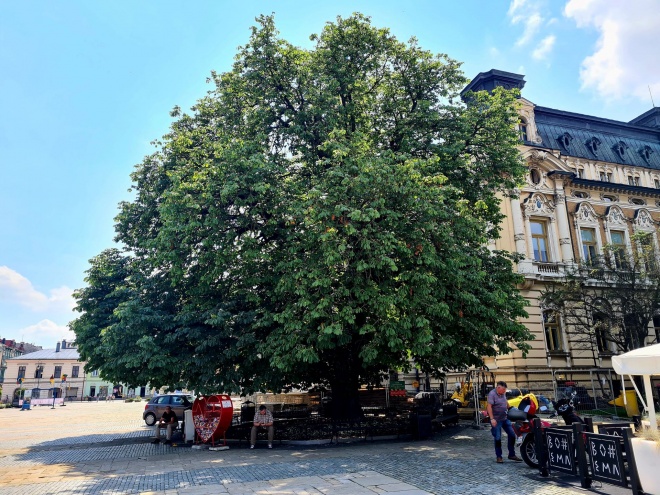 Kasztan na nowosadeckim rynku