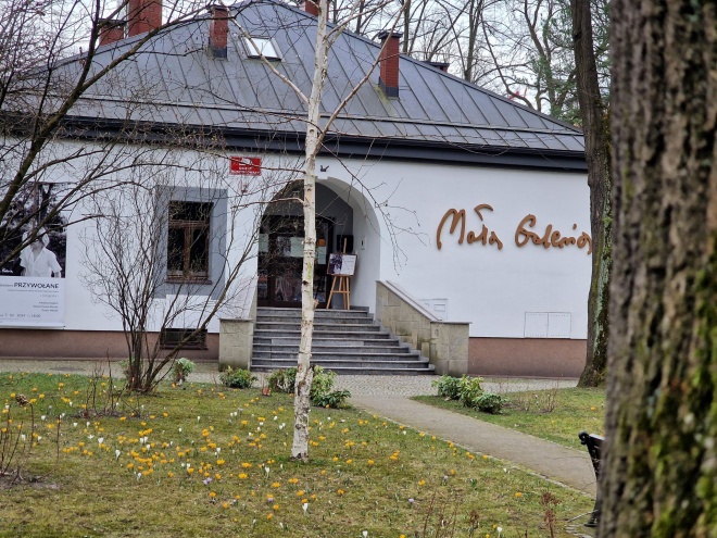 Kwiaty krokusy