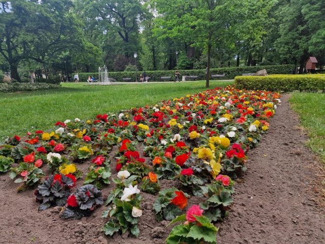Begonie na plantach miejskich