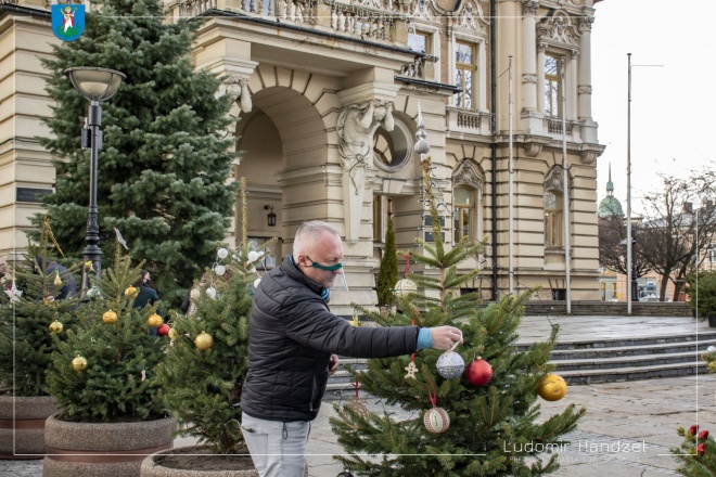 Prezydent Ludomir Handzel wieszający bombki na jednej z choinek przed Ratuszem. 