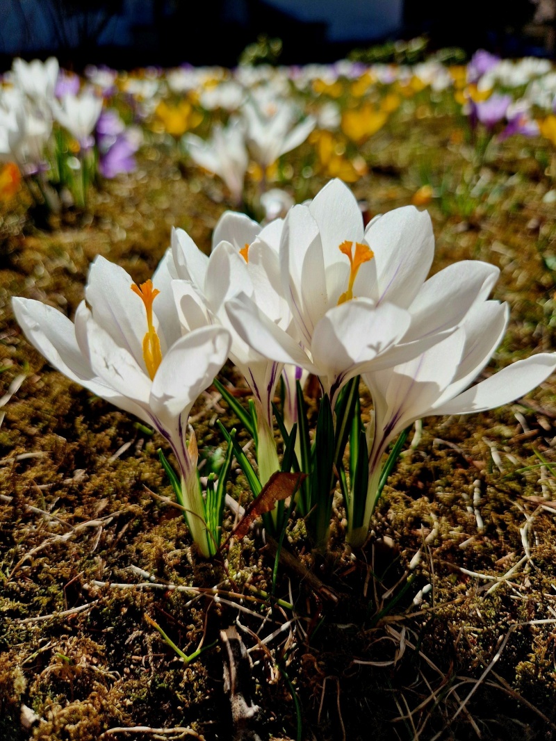 Krokus 