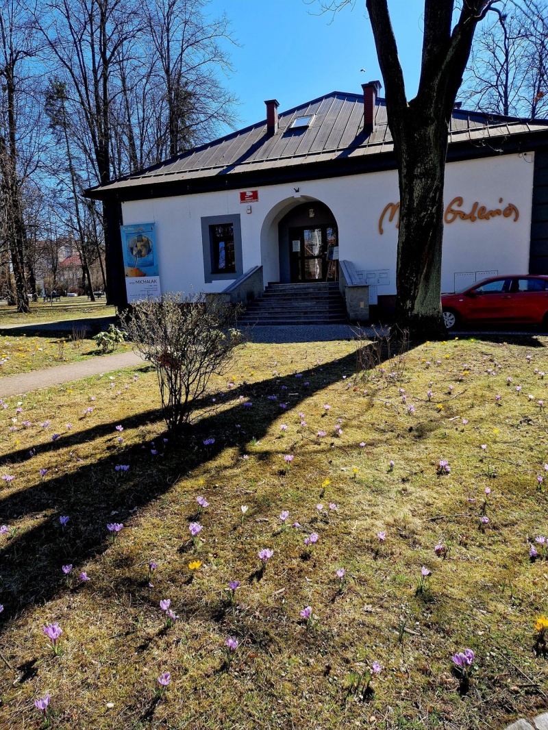 Dywan krokusów