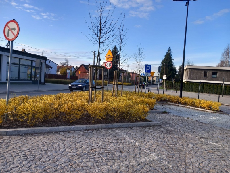 Forsycja